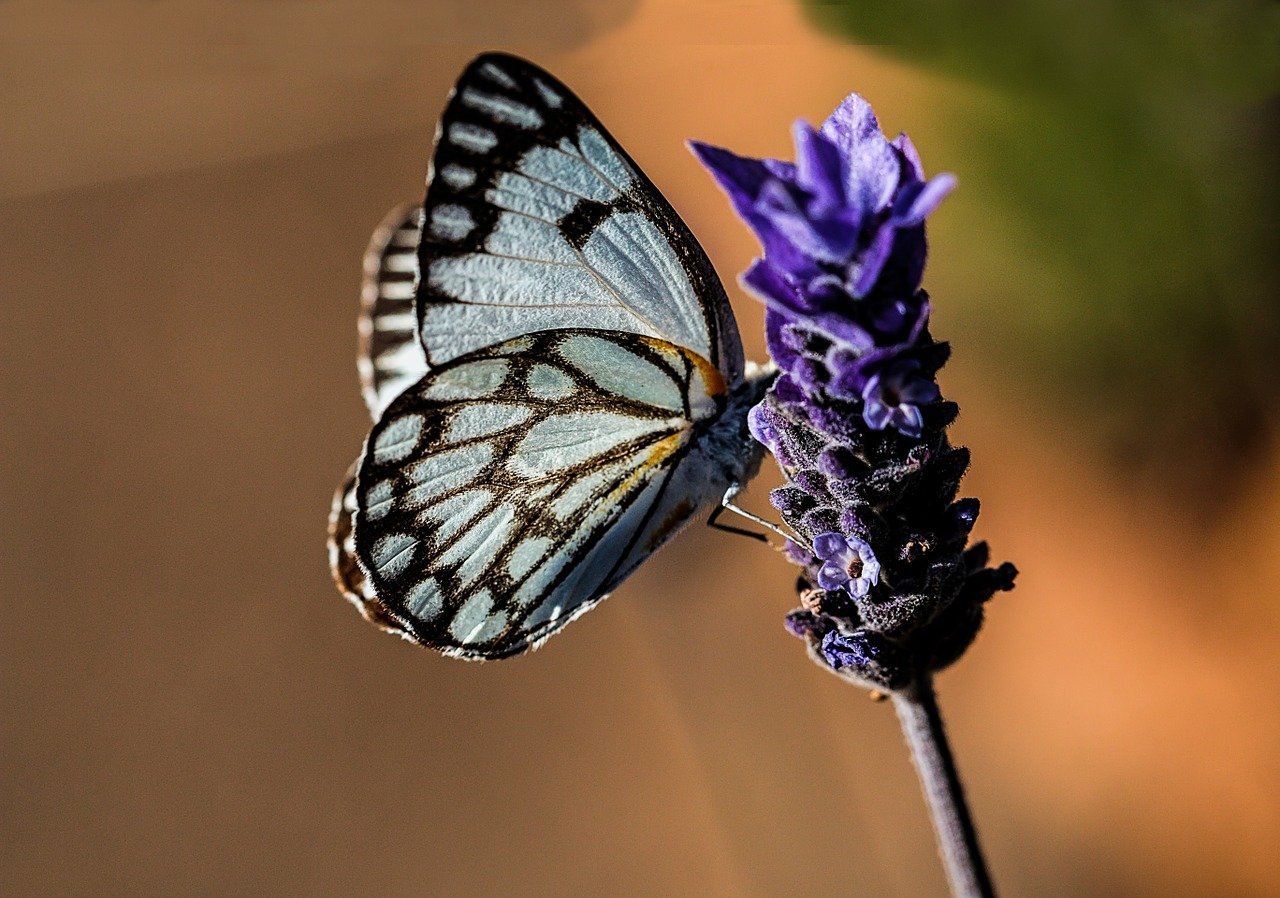 butterfly, blue, nature